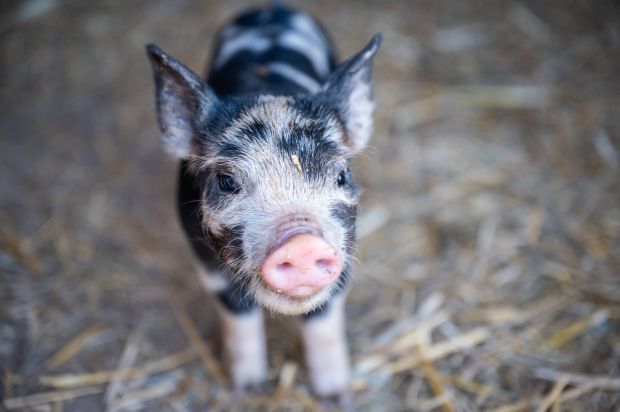 Since 2015 the auditors have checked the compliance with the requirements of the „Initiative Tierwohl“ in more than 4,000 unannounced inspections on pig and poultry farms. Since 2015 the auditors have checked the compliance with the requirements of the „Initiative Tierwohl“ in more than 4,000 unannounced inspections on pig and poultry farms.