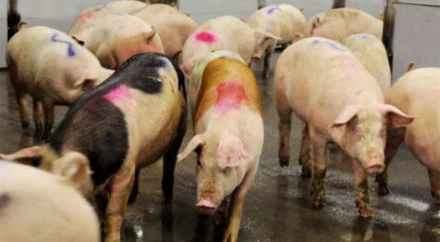 Slaughtering of entire male pigs gives rise to a lot of dilemmas in the entire production from farm to consumer. Slaughtering of entire male pigs gives rise to a lot of dilemmas in the entire production from farm to consumer.