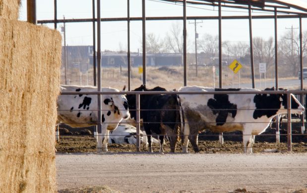 Unusually cold temperatures and snowfall across Texas and the Southern US Plains have killed cattle and idled meat plants due to power outages. Unusually cold temperatures and snowfall across Texas and the Southern US Plains have killed cattle and idled meat plants due to power outages.