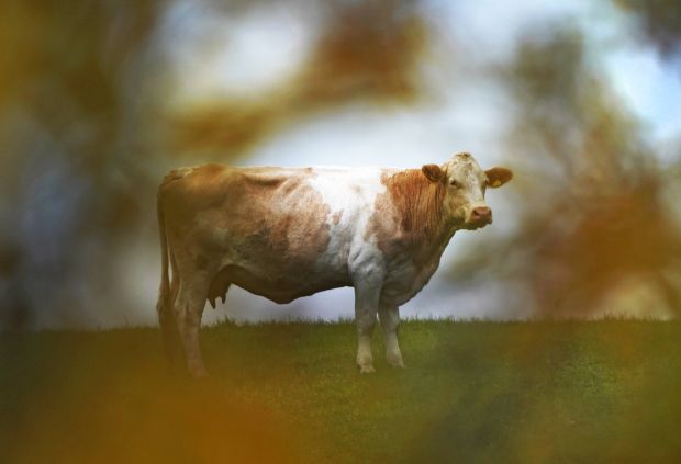 Certain other animals, such as cattle and cats, appear to be susceptible to Covid-19, while others, such as pigs and chickens, are not. Certain other animals, such as cattle and cats, appear to be susceptible to Covid-19, while others, such as pigs and chickens, are not.