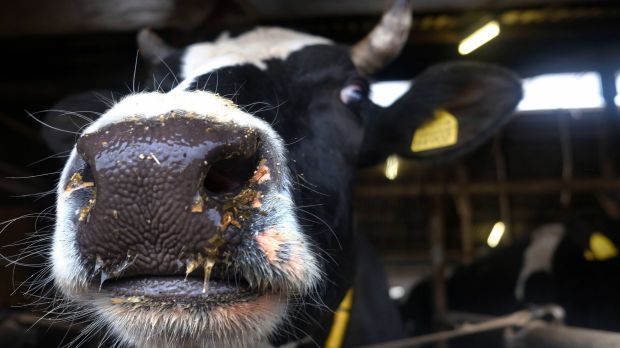 The Commission expects that EU beef production will fall by around 0.6% in 2020. The Commission expects that EU beef production will fall by around 0.6% in 2020.