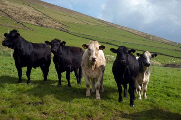 Ireland’s beef sector has been particularly affected by the Covid-19 pandemic, due to its reliance on exports to UK and European foodservice markets. Ireland’s beef sector has been particularly affected by the Covid-19 pandemic, due to its reliance on exports to UK and European foodservice markets.