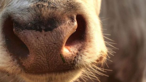 All beef, including minced meat, can now be supplied to Japan again. All beef, including minced meat, can now be supplied to Japan again.
