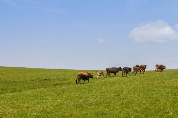 A headwind for change lies in the measurement of GHG emissions – particularly for sheep and cattle production. A headwind for change lies in the measurement of GHG emissions – particularly for sheep and cattle production.