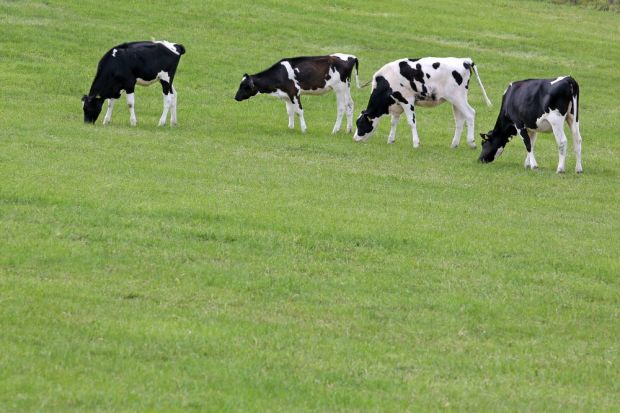 According to FLI, these results indicate that cattle are only slightly susceptible to Sars-CoV-2 and do not pass on the virus. According to FLI, these results indicate that cattle are only slightly susceptible to Sars-CoV-2 and do not pass on the virus.