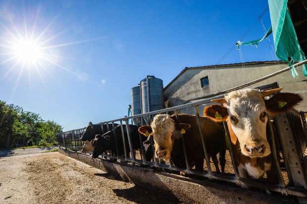 Lighter carcase weights are expected, as producers decide to slaughter earlier to ease feed pressure. Lighter carcase weights are expected, as producers decide to slaughter earlier to ease feed pressure.