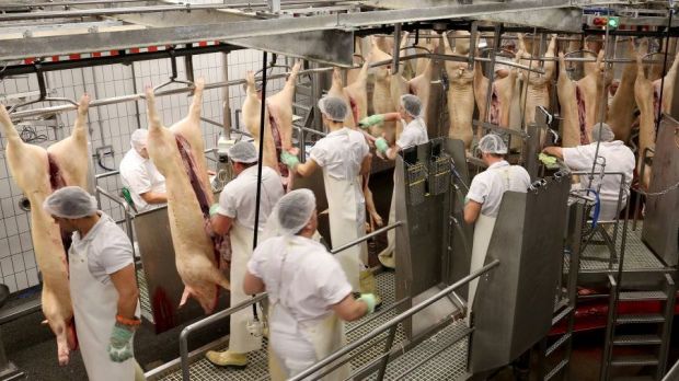 The Tönnies Group continues to increase its capacities in Rheda-Wiedenbrück. According to the group, approximately 17,000 pigs are currently slaughtered per day.
The Tönnies Group continues to increase its capacities in Rheda-Wiedenbrück. According to the group, approximately 17,000 pigs are currently slaughtered per day.