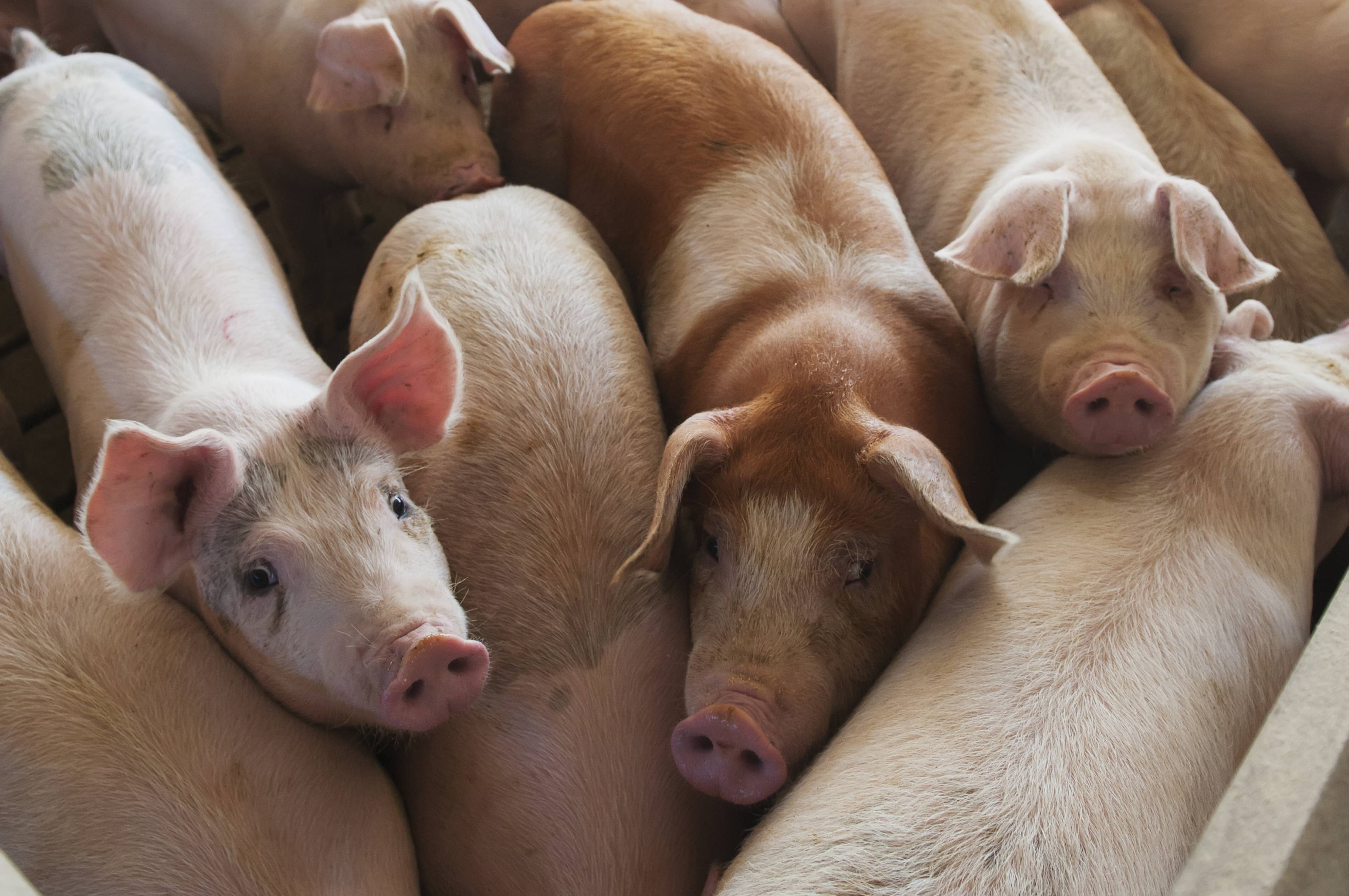 US Pig Fattening Millions Of Pigs Cannot Be Processed