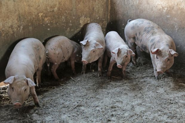 The monthly production costs for pigs and broiler chickens rose for the fifth consecutive month. The monthly production costs for pigs and broiler chickens rose for the fifth consecutive month.