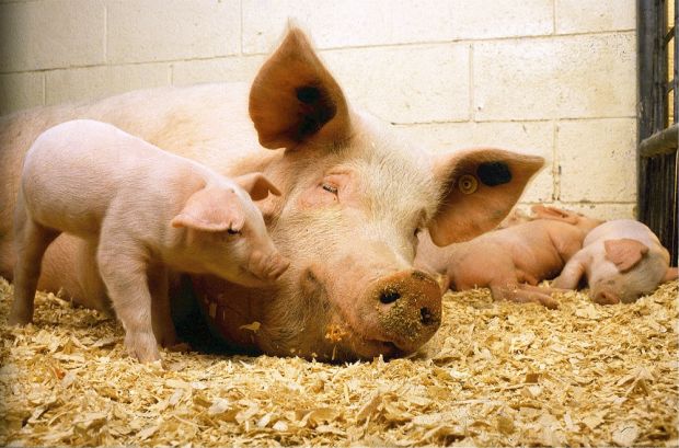 Changes in the law on castration bring new challenges for fatteners. Changes in the law on castration bring new challenges for fatteners.