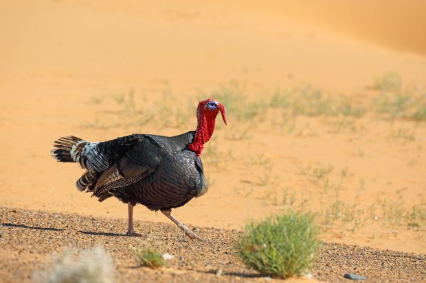 Tambov Turkey plans to add feedstock for China's meat processing plants to its shipments, the company added. Tambov Turkey plans to add feedstock for China's meat processing plants to its shipments, the company added.