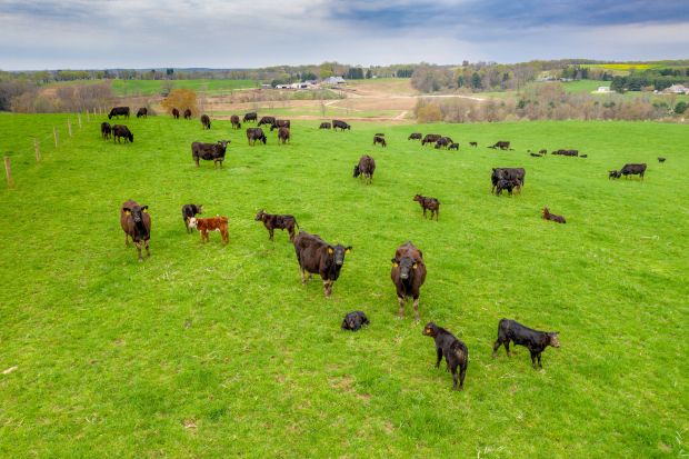 To ensure improved management of grasslands and rangelands, the US-producer will also work with The Nature Conservancy to evaluate and enhance the environmental components of the current Beefcare program. To ensure improved management of grasslands and rangelands, the US-producer will also work with The Nature Conservancy to evaluate and enhance the environmental components of the current Beefcare program.