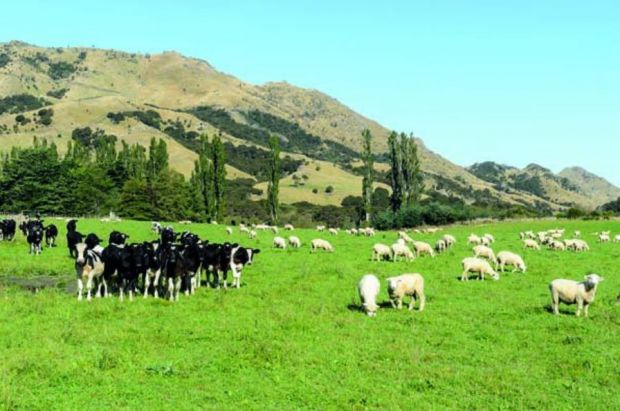 Greenhouse gas emissions from NZ’s sheep and beef production have reduced by 30% since 1990. Greenhouse gas emissions from NZ’s sheep and beef production have reduced by 30% since 1990.