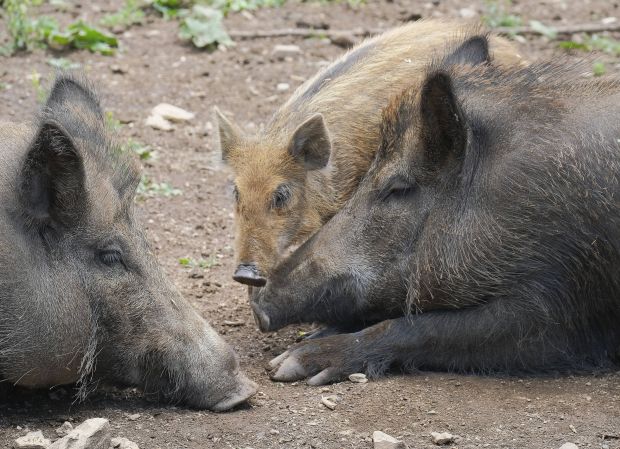 The campaign is aimed at groups of people and individuals who come into contact with domestic pigs and wild boar. The campaign is aimed at groups of people and individuals who come into contact with domestic pigs and wild boar.
