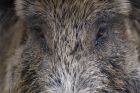 Wildschwein Wildschwein