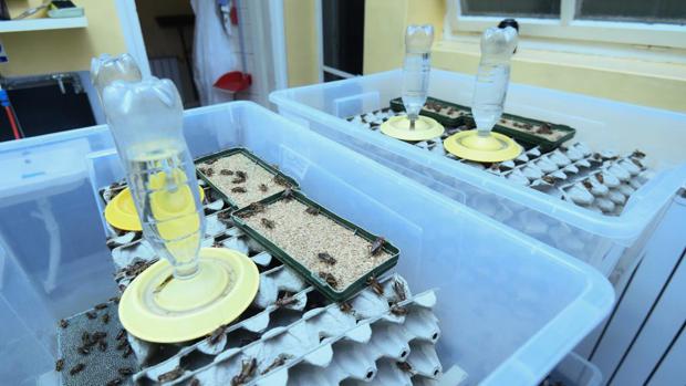 “Organic waste derived from the food industry or agricultural sectors is a valuable resource. Waste can be recovered as high-value products such as proteins. Waste-to-protein technologies could offer promising protein alternatives to help alleviate the global hunger crisis,” said corresponding author Dr Miao Guo.