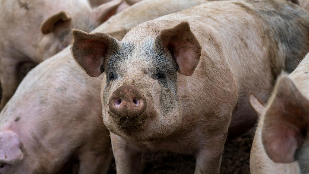Pork exports: UK pork producers gain access to Californian market